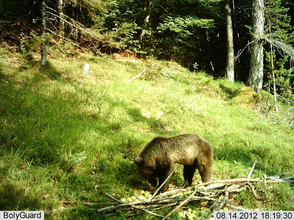Finalmente l''orso!